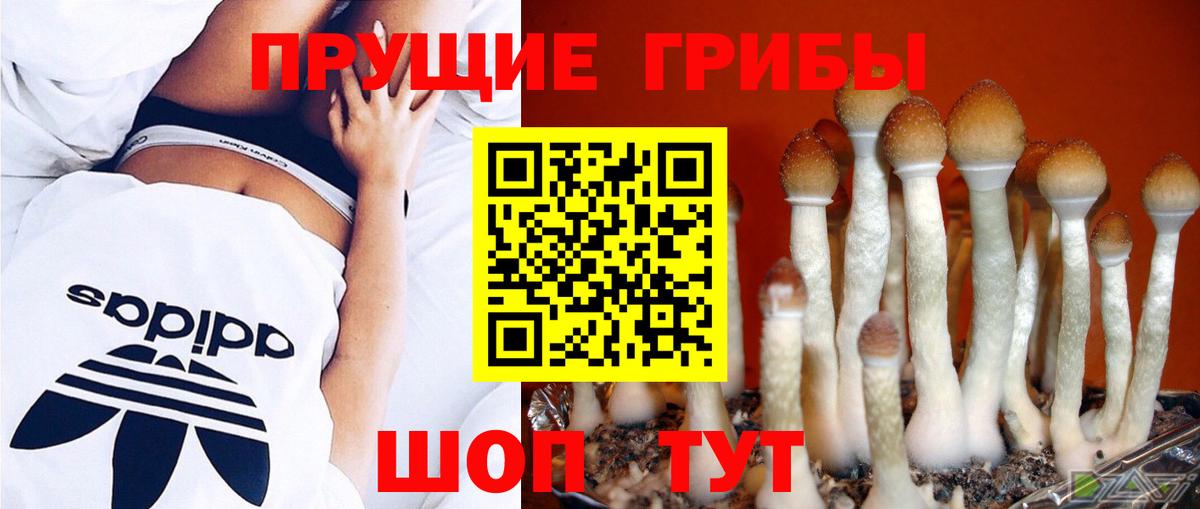 Мценск  Галлюциногенные грибы GOLDEN TEACHER  Вход с VPN  Псилоцибиновые грибы Magic Shrooms 